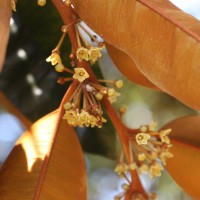 Chrysophyllum cainito L.